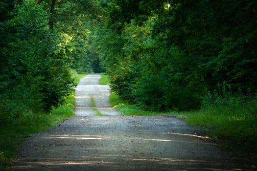 Hilly gravel road through green dense forest, summer view