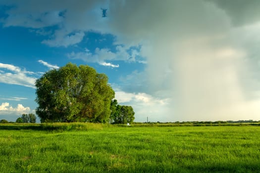 Tree on the meadow and a wall of rain, Nowiny, Lubelskie, Poland