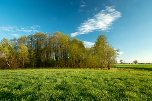 A beautiful spring forest next to a green meadow, Nowiny, Poland