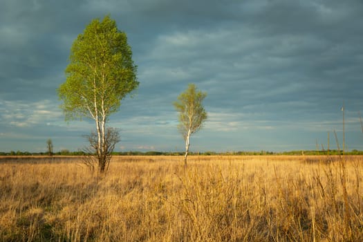 Birches growing in a wild and dry meadow, Nowiny, Poland