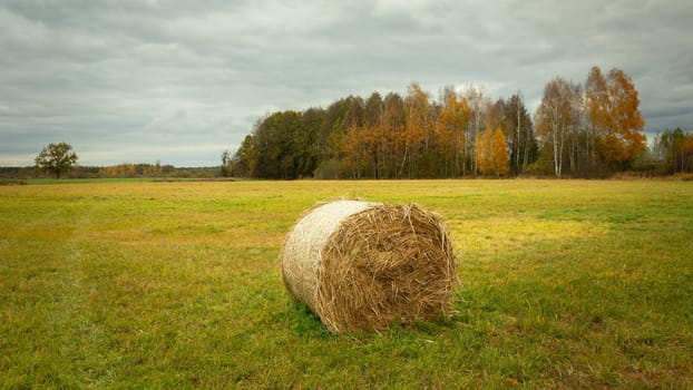 Hay bale in the meadow and autumn forest, Nowiny, Poland