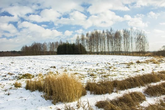 Snow on the field with trees and clouds on the sky, Zarzecze, Poland