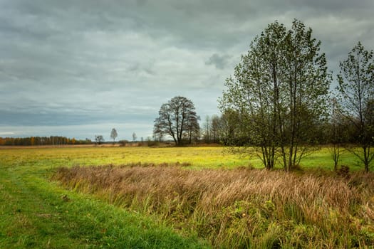 Trees and tall grass on the meadow, cloudy sky
