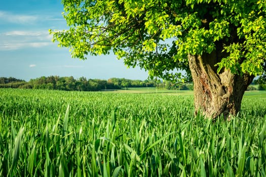 A large deciduous tree growing in a green field, Staw, Poland