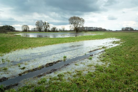 Water after a downpour on a green meadow, Nowiny, Lubelskie, Poland