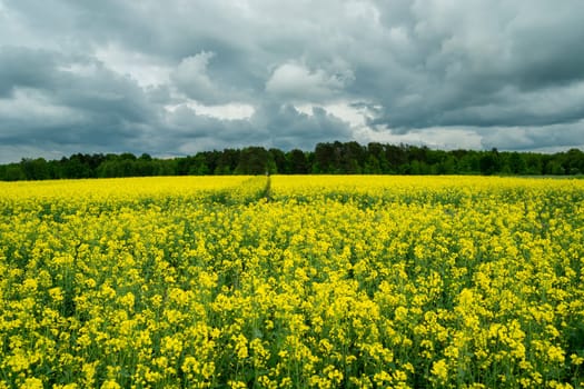 Dark clouds over the yellow rape field, Zarzecze, Poland