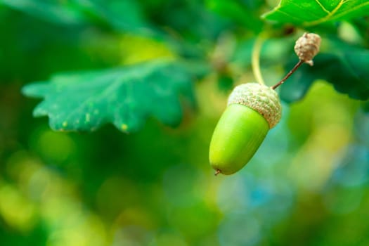 Acorn on a green background of oak leaves, summer view
