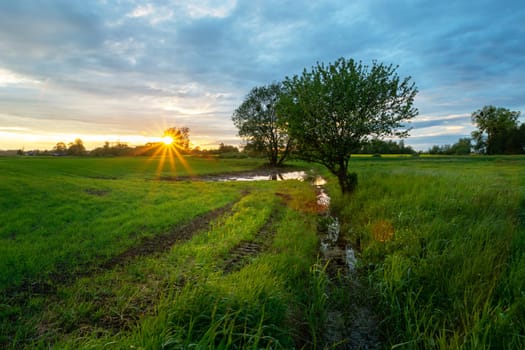 Beautiful sunset over a green meadow with trees, Zarzecze, Poland