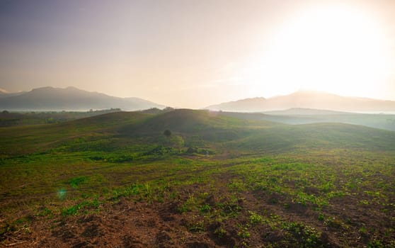 Rubber plantation farming area in the south of Thailand, Latex rubber, Para rubber tree garden
