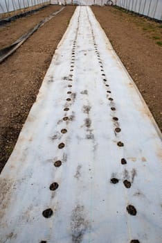 Empty greenhouse is ready for spring planting with healthy soil and row covers laid down. Organic gardening practices shown with no people, and copy space in agricultural business background.
