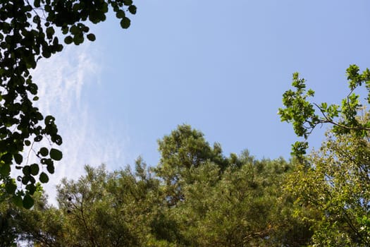Baltic sea coast. Pine forest on the beach in summer. Wild nature. Wilderness