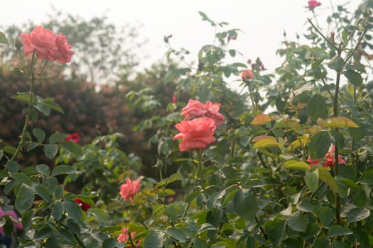 A Rose with Many Rose flower in bloom in a rose flowered garden