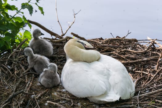 Swan's nest in the Heiligenhaus at the Abtskücherteich. Mother bird with little baby learn to swim. Wild swans in spring. .