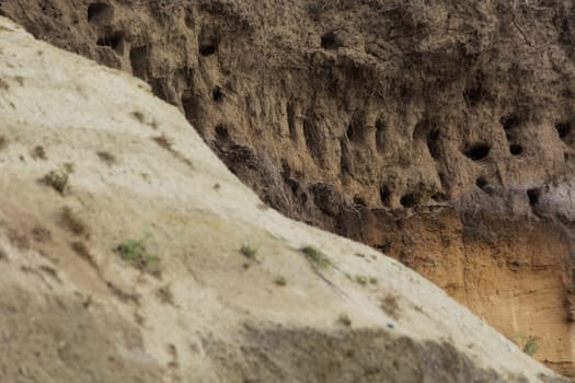 Swallows for swallows on the cliffs of Ahrenshoop city on the Baltic Sea peninsula Darss in Germany in summer.