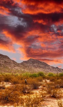 Sunset Sonora desert in central Arizona USA