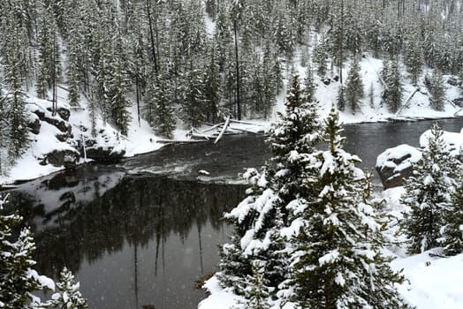 Douglas Fir covered with snow in Yellowstone National Park Madison River