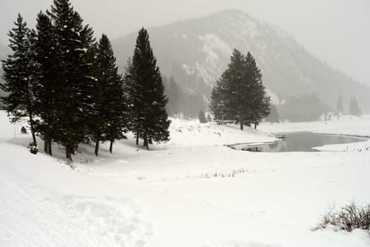 Douglas Fir covered with snow in Yellowstone National Park