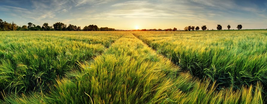 Rural landscape with wheat field on sunset