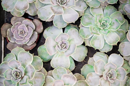 beautiful assorted green blue and teal succulents. Image top view benner of echeveria.