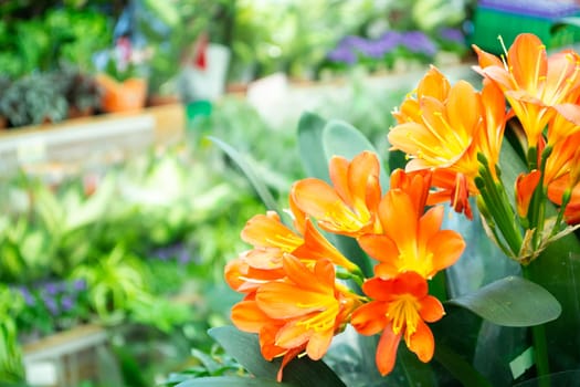 orange flower under bright background for wallpaper background, etc . Good morning holliday sujet