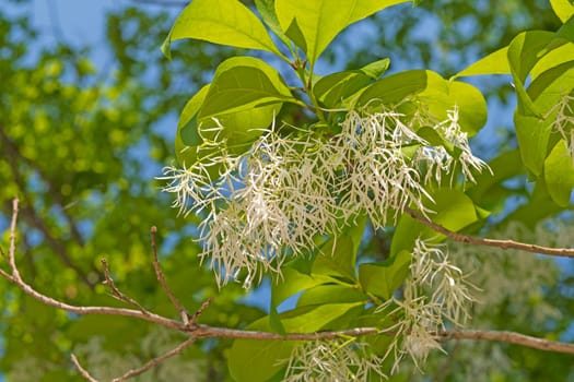 Grancy Graybeard Flower in Bloom in Spring near Sandstone Falls on the New River in West Virginia