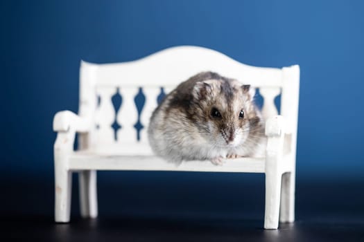 Funny little hamster sitting on a white bench