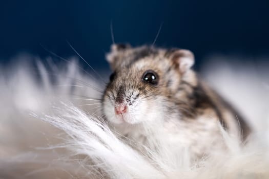 Funny hamster in fluffy white fur