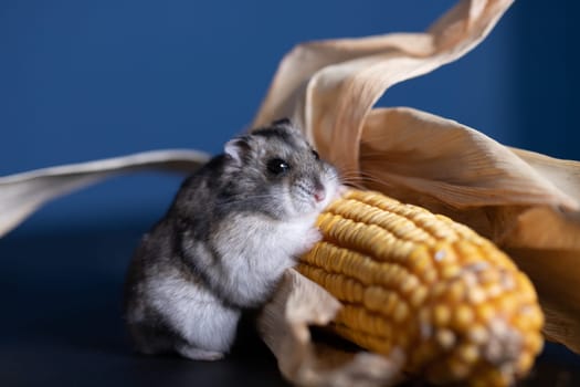 Studio photo of funny little hamster with corn