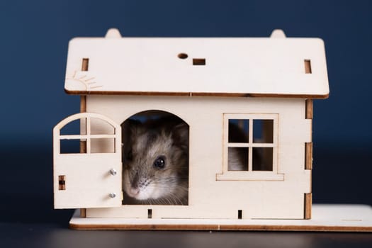 Studio photo of funny little hamster  in a wooden small house