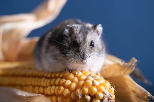 Studio photo of funny little hamster with corn