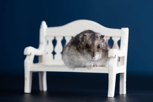 Funny little hamster sitting on a white bench