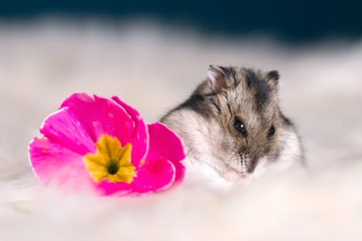 Funny hamster among the flowers in fluffy white fur