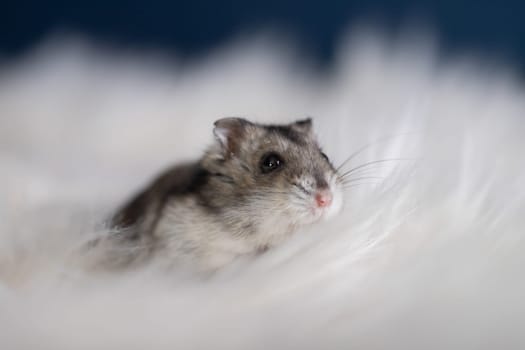 Funny hamster in fluffy white fur