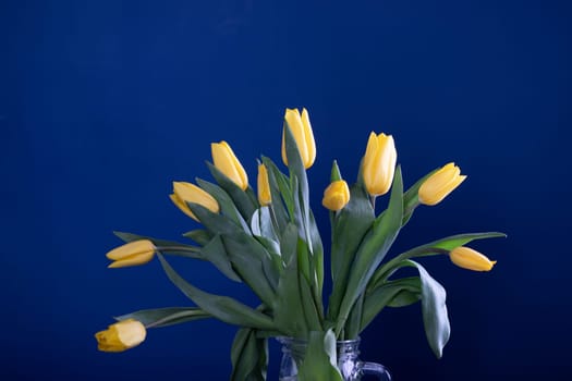 Beautiful yellow tulips on a blue background