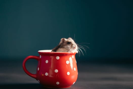 Funny little hamster in a red coffee cup. Good morning and coffee concept.