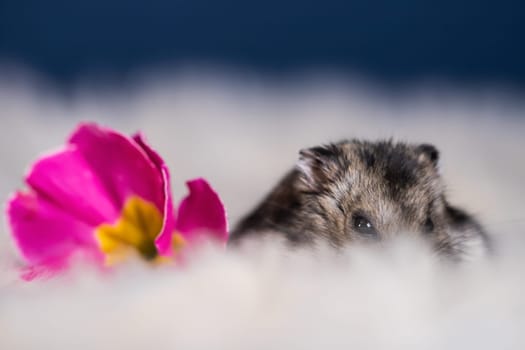 Funny hamster among the flowers in fluffy white fur