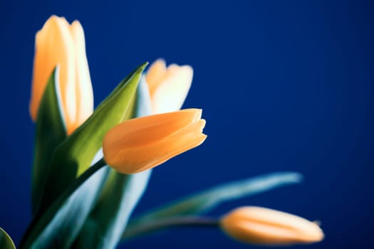 Beautiful yellow tulips on a blue background