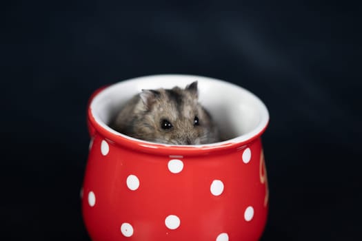Funny little hamster in a red coffee cup. Good morning and coffee concept.