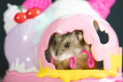Studio photo of funny little hamster  in a colorful small house