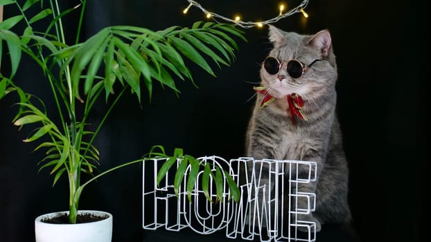 British pet, Scottish straight cat celebrates New Year 2022, Christmas at home with glasses and a red holiday bow, black background. A cool gray animal celebrates the holidays