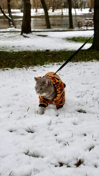 Domestic British, Scottish straight cat in a tiger costume on the street in winter celebrates the New Year, the year of the tiger 2022. A cat standing in the snow looking at the camera