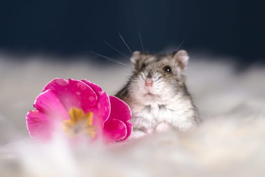 Funny hamster among the flowers in fluffy white fur