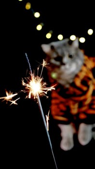 Pet british, Scottish straight cat for New Year 2022 in a tiger costume on black background, close-up. A cool gray animal celebrates the holidays