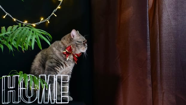 British pet, Scottish straight cat celebrates New Year 2022, Christmas at home with glasses and a red holiday bow, black background. A cool gray animal celebrates the holidays