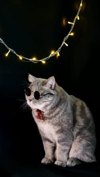Pet British, Scottish straight cat for New Year 2022, Christmas, with glasses and red bow, black isolated background. A cool gray animal celebrates the holidays