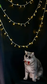 Pet British, Scottish straight cat for New Year 2022, Christmas, with glasses and red bow, black isolated background. A cool gray animal celebrates the holidays