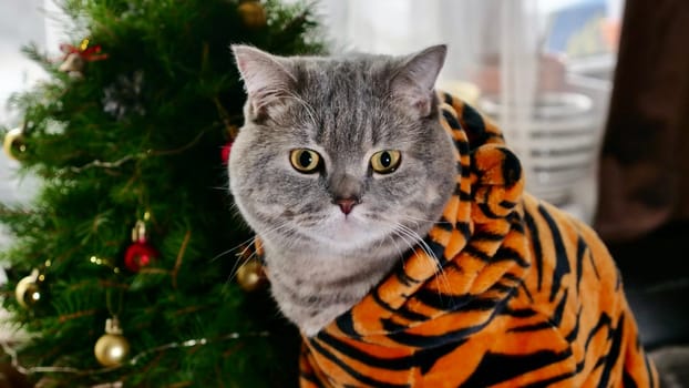 British pet, Scottish Straight cat in tiger costume close up on Christmas tree background for New Year. Cool animal 2022