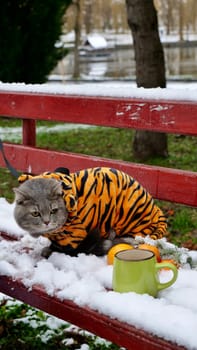 Domestic British, Scottish straight cat in a tiger costume on the street in winter celebrates the New Year, the year of the tiger 2022. A cat standing in the snow looking at the camera