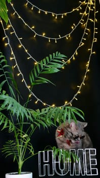 British pet, Scottish straight cat celebrates New Year 2022, Christmas at home with glasses, black isolated background. A cool gray animal celebrates the holidays