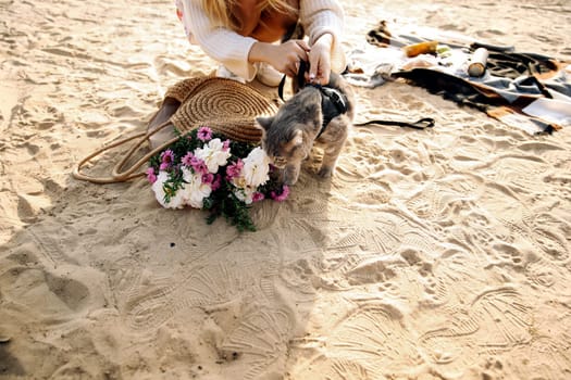 Person girl puts a leash on a pet cat, breed Scottish Straight, on the beach on a sunny day